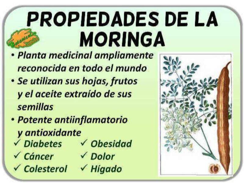 Moringa en Polvo - 3.5ozs - VillaCon Online